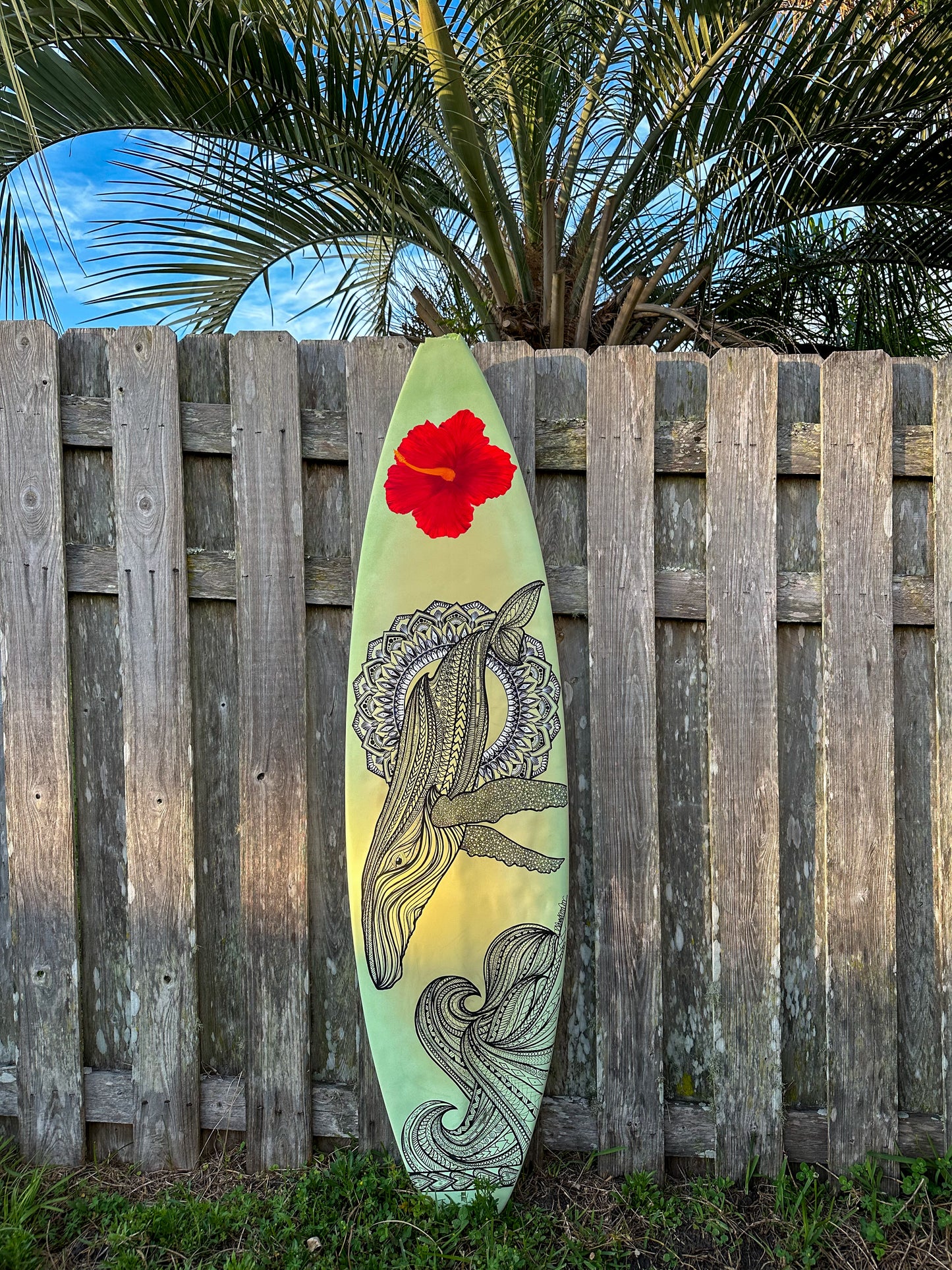 Hibiscus Humpback