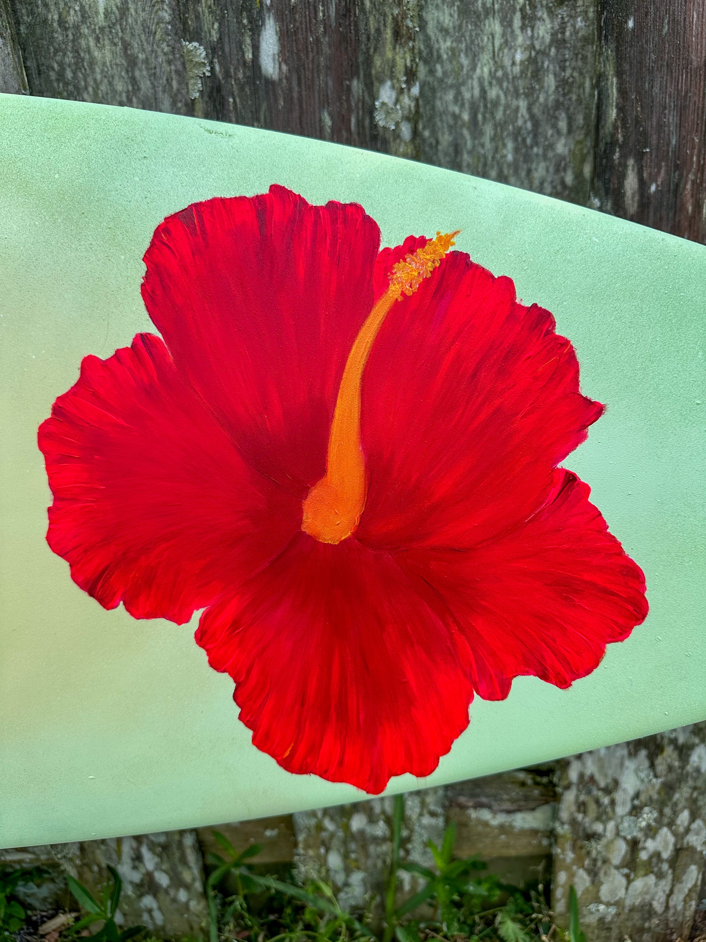 Hibiscus Humpback